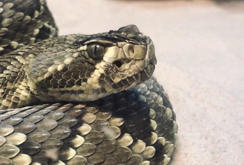 Warm weather brings out the cold-blooded