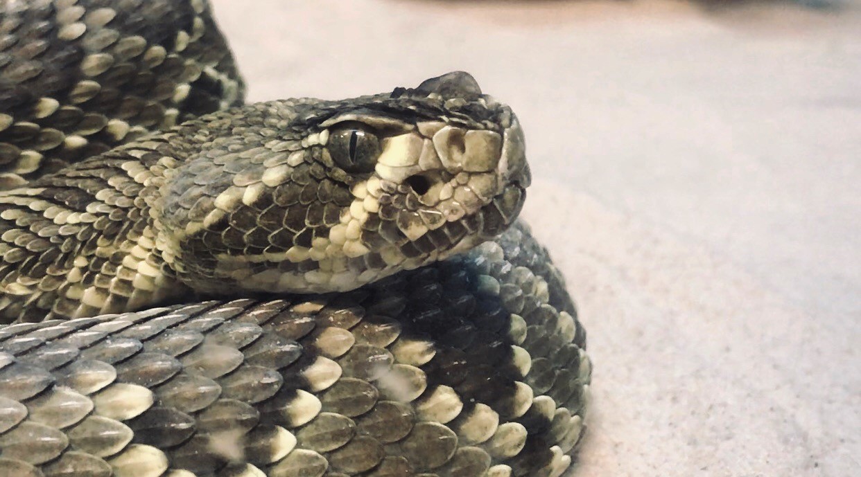 Warm weather brings out the cold-blooded