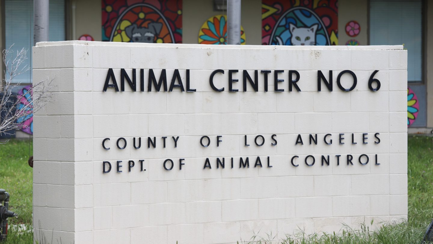 As COVID-19 cases rise, so does the increase in pet adoption and fostering