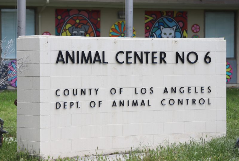 As COVID-19 cases rise, so does the increase in pet adoption and fostering