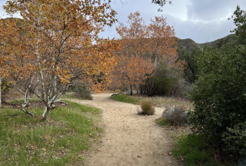 The many wonders of Placerita Canyon