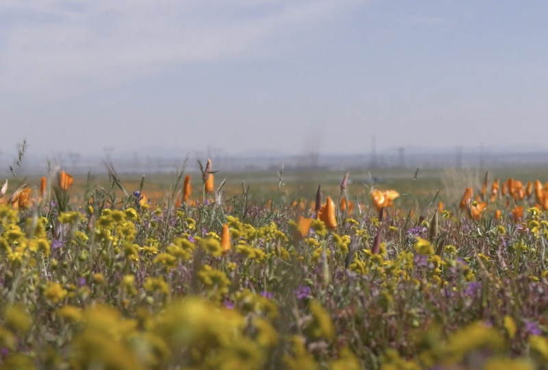 California sees a Super bloom after heavy rain