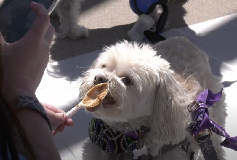 A fun event for your Santa Clarita dogs