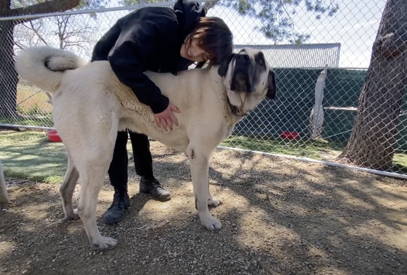 Owner of Doggie Hotel opening her business to the Santa Clarita Valley