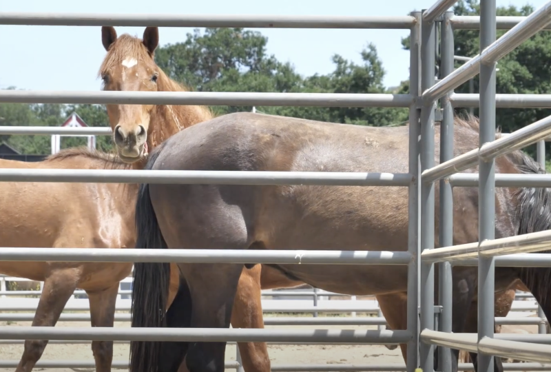 Jack Bones Equestrian Center hosts inaugural Castaic Horse and Burro Auction 
