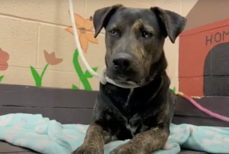 The Castaic Animal Center is Working to Keep Dogs Healthy Despite Outbreak