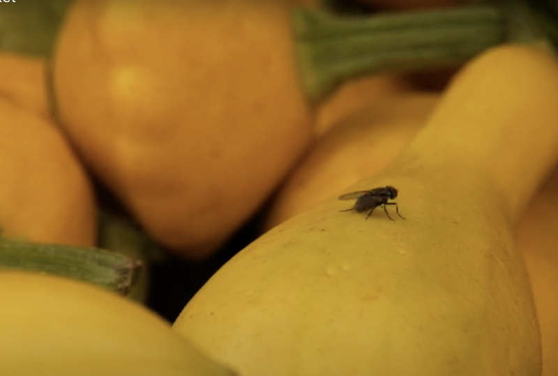 College of the Canyons Farmer’s Market protects against Fruit Flies