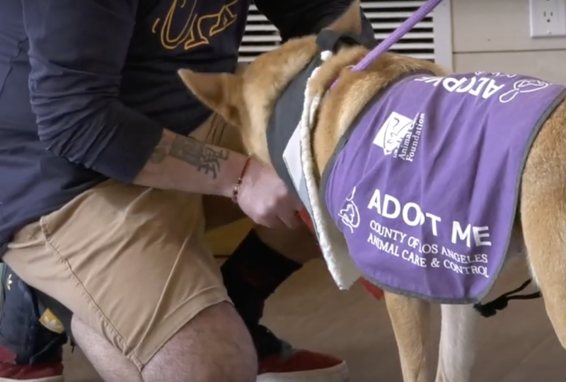 “Pet Adoption Day” was Hosted by the Castaic Animal Care Center
