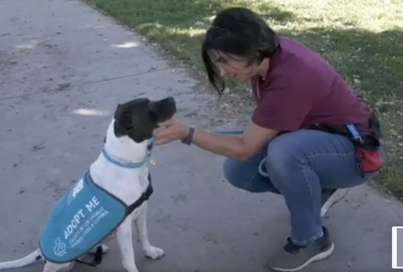 Castaic Animal Care Center’s volunteers bond with their four-legged fur friends