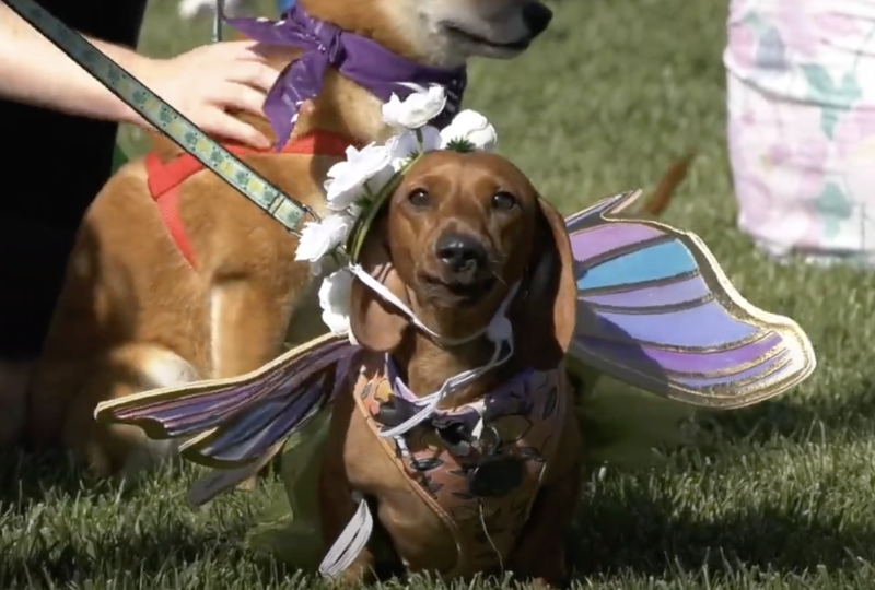 The American Cancer Society honors the bonds between pets and those affected by Cancer
