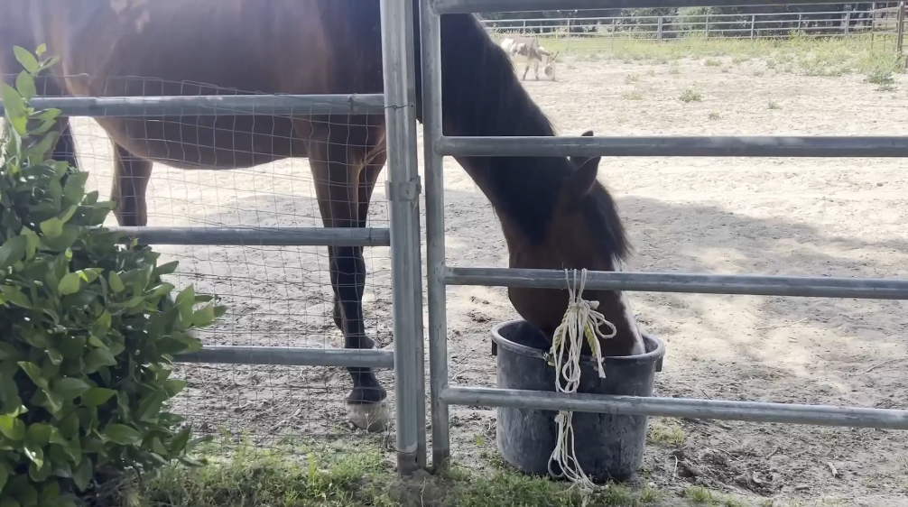 Blue Star Ranch, which offers equine therapy for veterans, has been forced to relocate