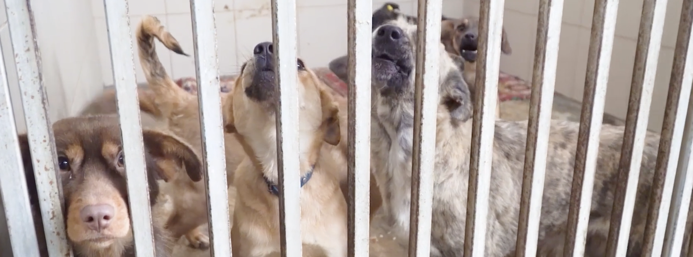 Overcrowded animal shelters highlights systemic issues