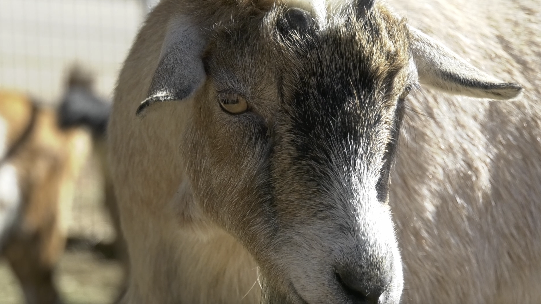 Gilchrist Farm teaches locals how to care for and respect for animals