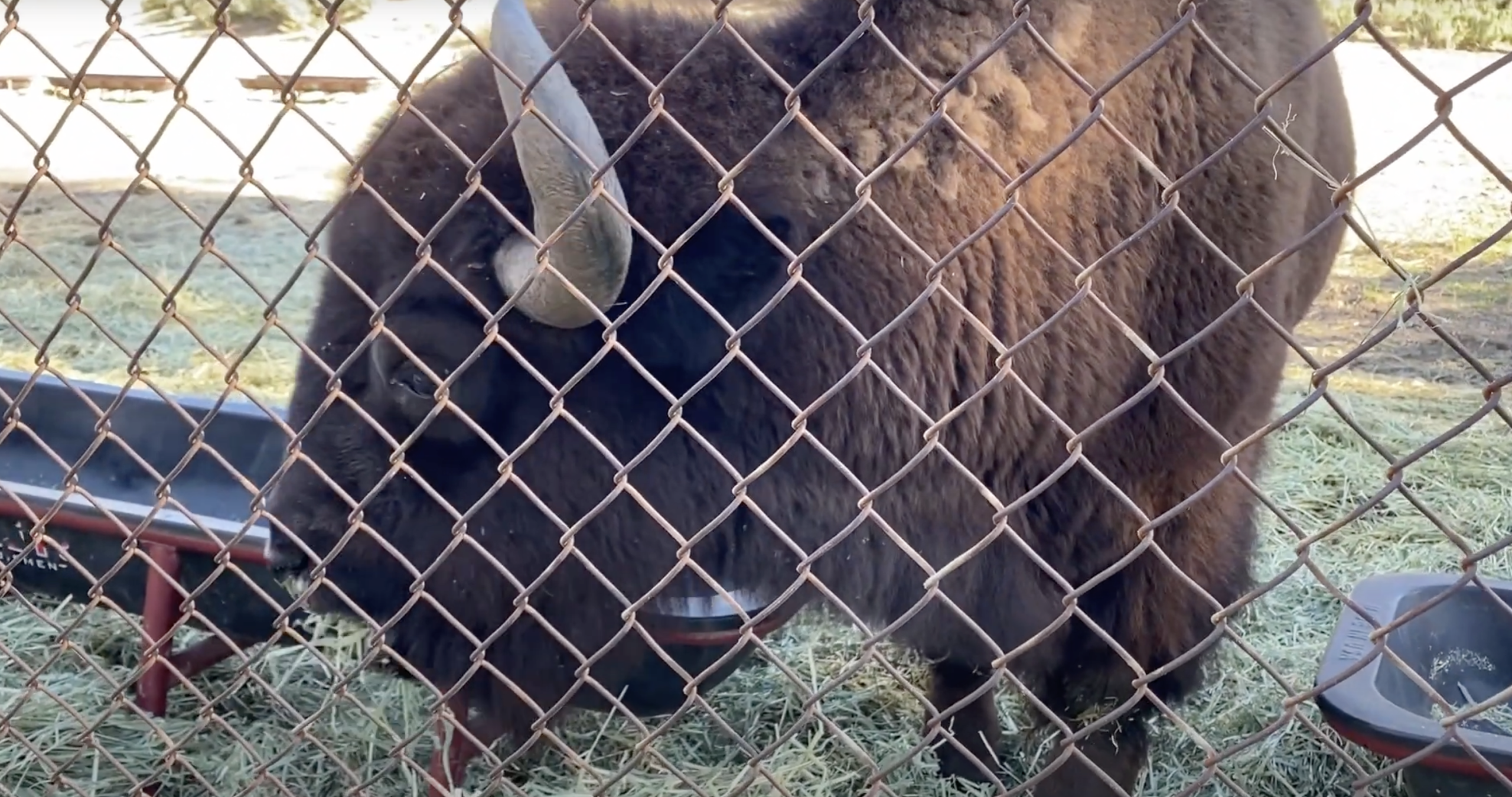 Disney’s Bison and barnyard animals roam at William S. Hart Park