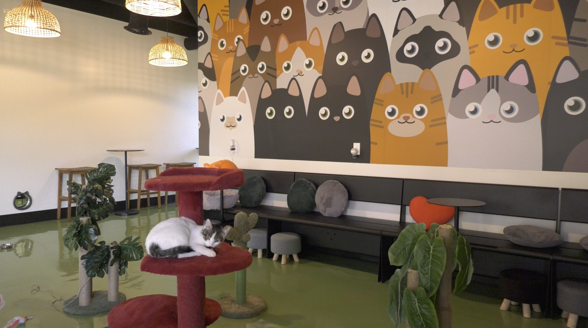 Unique café in Canyon Country helps cats find forever homes