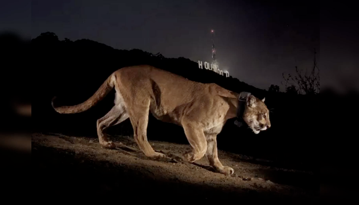 California’s Endangered Species Law update complicates Mountain Lion encounters