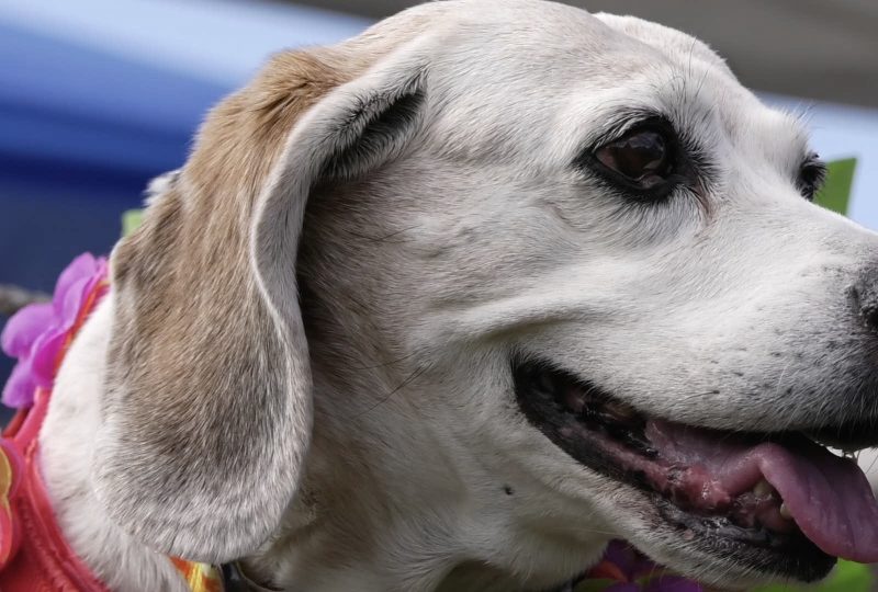 Bark for Life brings Santa Clarita dogs and cancer survivors together